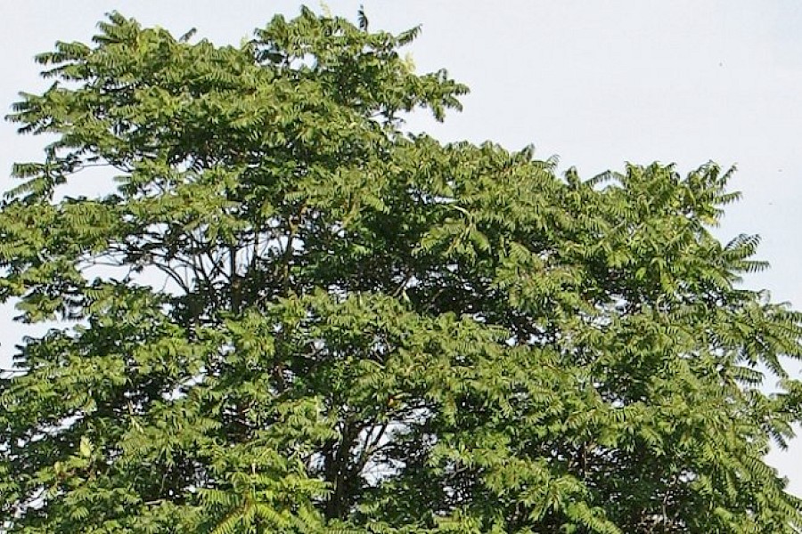 Dr&uuml;siger G&ouml;tterbaum