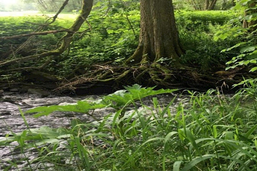 Projekt zur Biotopvernetzung an der Gilsa und Koppbach