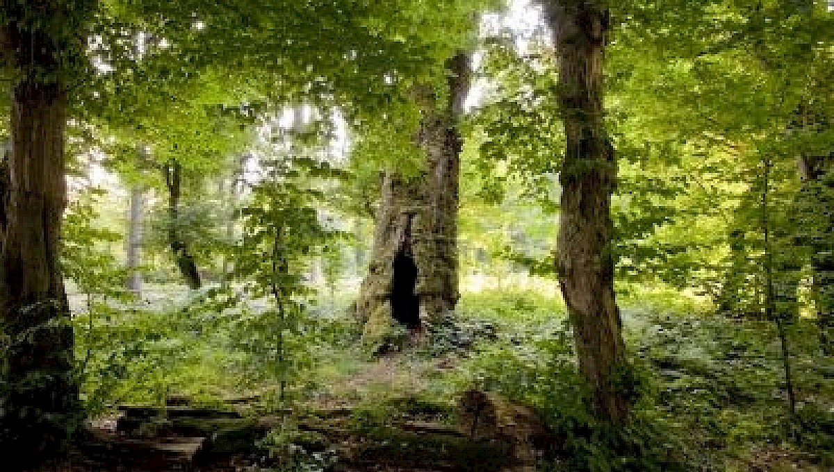 Prinzessinneneiche im Prinzessinnengarten